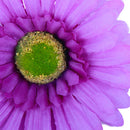 Women Girls Ladies Fashionable African Daisy Hair Flower Wedding Prom Beach Party Accessory Purple