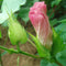Egrow 50Pcs/Pack White Cotton Seeds Home Garden Farm Crops Plants DIY Bonsai Tree Seeds
