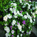 Egrow 100Pcs/Pack Clematis Seeds Potted Clematis Flower Garden Ornamental Plants