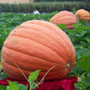 Egrow 10Pcs/Pack Giant Pumpkin Seed Big Squash Ornamental Ground Vegetable Seed Halloween Decoration