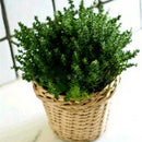 Egrow 200Pcs/Pack Thyme Seeds Green Lemon Thyme Grass Bonsai Herb Garden Plant Vegetable Bonsais Thymus Citriodorus Mosquito Repelling Creeping