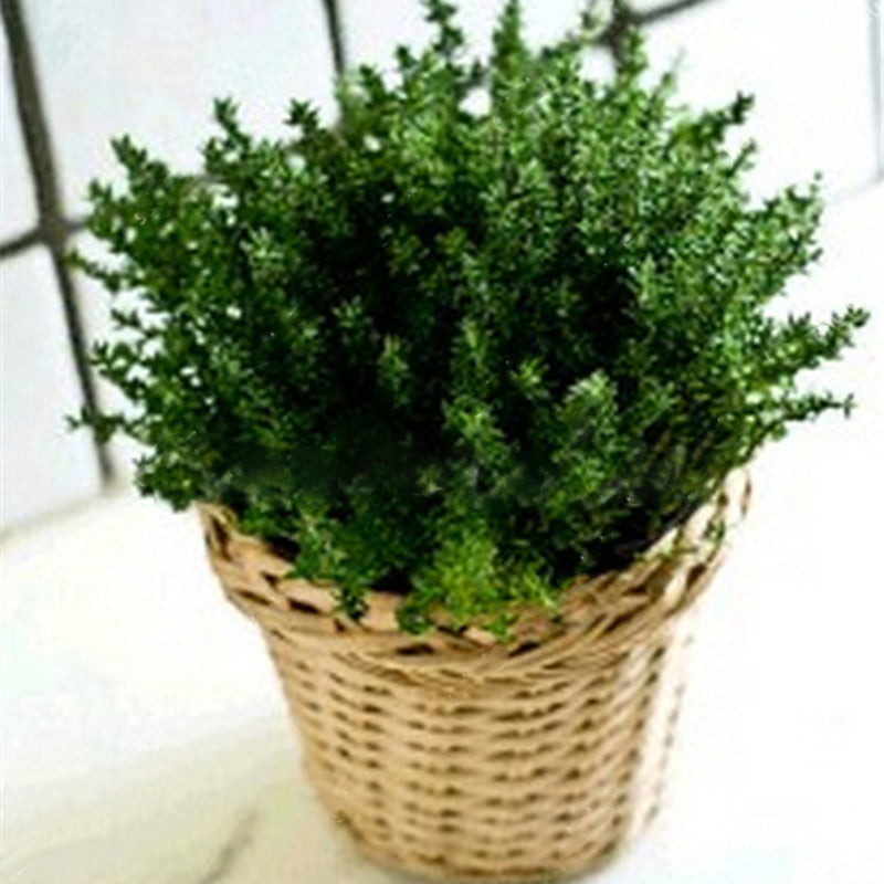 Egrow 200Pcs/Pack Thyme Seeds Green Lemon Thyme Grass Bonsai Herb Garden Plant Vegetable Bonsais Thymus Citriodorus Mosquito Repelling Creeping