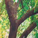 3x5ft Green Trees Forest Field Garden Nature Scenery Graphic Printed Wall M C4S8