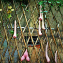 Egrow 50 Pcs/Pack Vietnam Milk Funny Melon Seeds Garden Balcony Vegetable Fruit Plants Seed