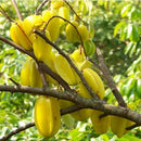 Egrow 50Pcs/Pack Carambola Seeds Garden Sementes Averrhoa Star Fruit Tree Seeds Woody Plants