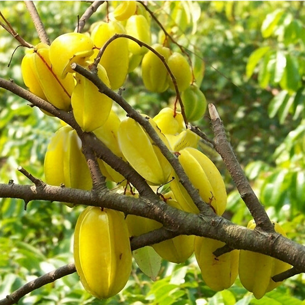 Egrow 50Pcs/Pack Carambola Seeds Garden Sementes Averrhoa Star Fruit Tree Seeds Woody Plants