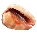 Natural Bull's mouth Helmet Conch Shell Coral Sea Snail FishTank Adorn Ornament Home Decorations