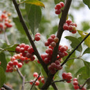 Egrow 20 Pcs/Pack Elaeagnus Umbellate Tree Seeds  Elaeagnus Umbellate Semente Plant Autumn Elaeagnus Tree