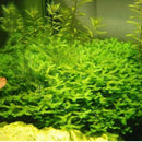 Egrow 200PCS/Pack Moss Live Aquatic Plants Seeds Aquarium Water Grass Bonsai Flower Landscape Decoration Ornament
