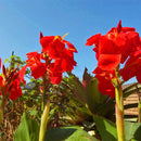 Egrow 100Pcs/Pack Canna Lily Seeds Garden Outdoor Bonsai Tropical Bronze Scarlet Flower Seeds