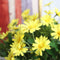 10PCS/ Artificial 9 Heads Korean Small Daisy Flowers Home Furnishing Garden Style Decorations