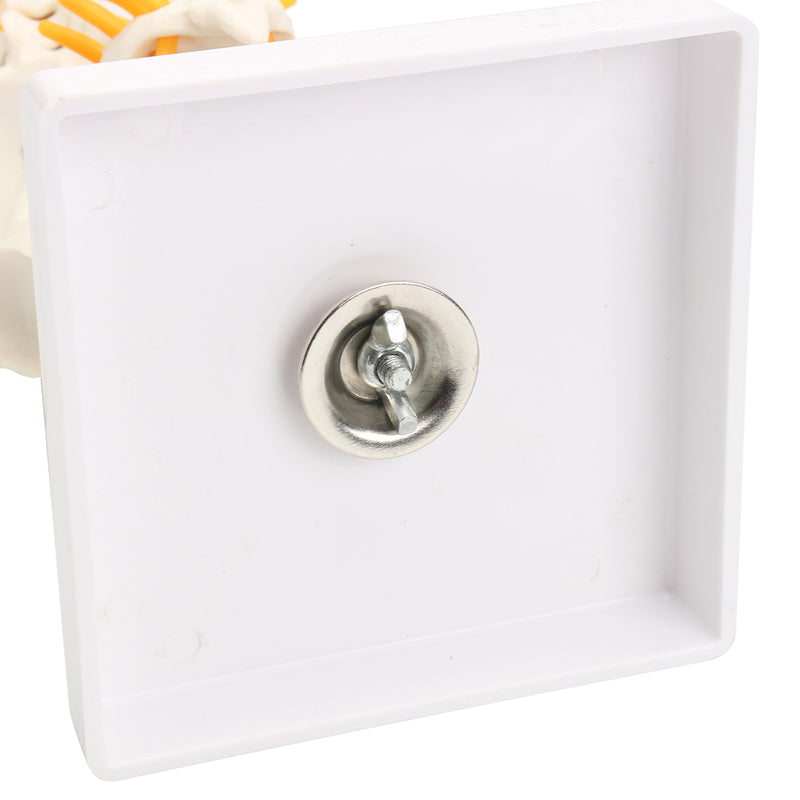 Spine Anatomical Model With Pelvis Femur Heads 1/2 Life Size Lab Equipment Detailed Vertebral Column Human Mould