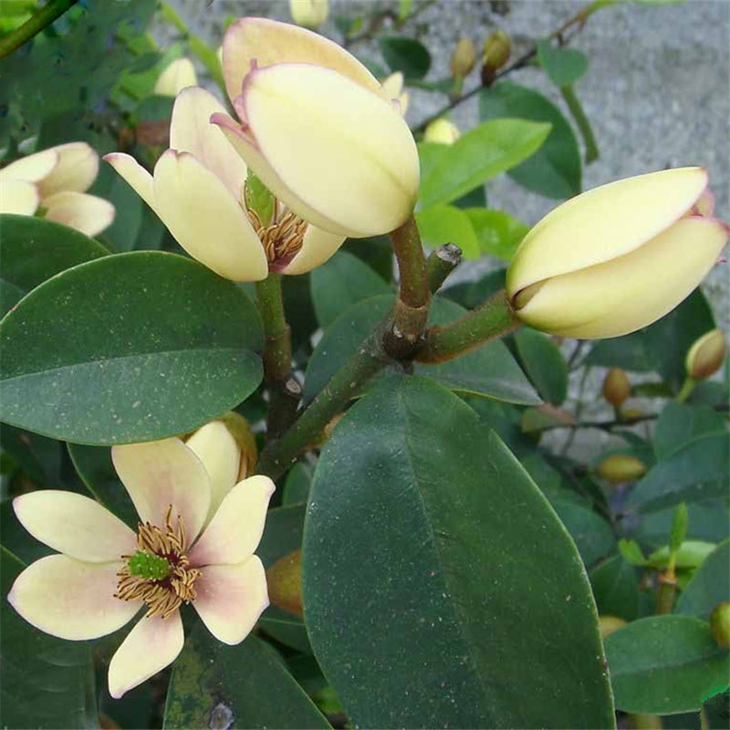 Egrow 30 Pcs/Pack Orchid Seeds Michelia Figo Tree Plant Michelia Figo Folwer Seeds