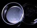 Acrylic Shrimp Feeding Dish For Shrimp Tropical Fish Ratfish Aquarium Fish Tank Supplies 6.8 x 5.4x 2.0 cm