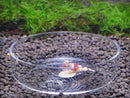 Acrylic Shrimp Feeding Dish For Shrimp Tropical Fish Ratfish Aquarium Fish Tank Supplies 6.8 x 5.4x 2.0 cm