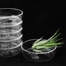 Acrylic Fresh Salt Water Shrimp Small Tropical Fish Ratfish Feeding Dish Aquarium Tank Supplies Pattern Winter Jasmine