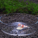 Acrylic Fresh Salt Water Shrimp Small Tropical Fish Ratfish Feeding Dish Aquarium Tank Supplies Pattern Winter Jasmine