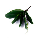 1 Branch Green Artificial Orchid Leaf Simulation Grass Home Bedroom Living Room Decor Artificial Green Plants
