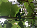 Set Of 20PCS Flowers Vegetables Bushes Branches Securing Durable Weatherproof Clips Green