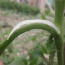 100pcs Tomato Truss Garden Plant Support Fixing Clip for Trellis melon Vine