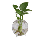 Table Decor Glass Flower Planter Vase Terrarium Container Home Garden Ball Shape