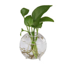 Table Decor Glass Flower Planter Vase Terrarium Container Home Garden Ball Shape