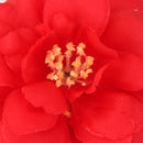 Artificial Camellia Flower Heads Silk Rose Hair Clip Wedding Party Decor Red Pack Of 10PCS