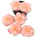Artificial Camellia Flower Heads Silk Rose Hair Clip Wedding Party Decor Champagne Pack Of 10PCS