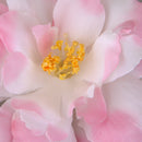 Artificial Camellia Flower Heads Silk Rose Hair Clip Wedding Party Decor Pink Pack Of 10PCS