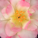 Artificial Camellia Flower Heads Silk Rose Hair Clip Wedding Party Decor Pink And Yellow Pack Of 10PCS