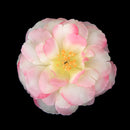 Artificial Camellia Flower Heads Silk Rose Hair Clip Wedding Party Decor Pink And Yellow Pack Of 10PCS