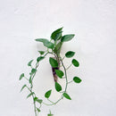 1Piece Hanging Glass DIY Bottle Pot Flower Plant Vase High Borosilicate Container Cone Shape