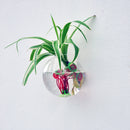 Home Office Decor Glass Ball Shape Glass Wall Hanging Flower Vase Plant Bottle 12cm