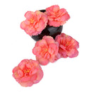 Generic 10PCS Artificial Camellia Silk Japonica Flower Heads for Wedding Party Home Garden Decor 6cm