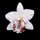 20Pieces 8cm Handmade Flower Silk Orchid Dendrobium Heads Bulk Floral Decor White