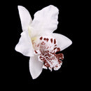 20Pieces 8cm Handmade Flower Silk Orchid Dendrobium Heads Bulk Floral Decor White