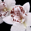 20Pieces 8cm Handmade Flower Silk Orchid Dendrobium Heads Bulk Floral Decor White