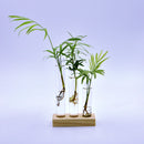 3Pieces Cylinder Clear Glass Hydroponic Flower Pant Vase Bottle + Wooden Base