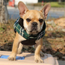 Pet Dog Waterproof Reversible Plaid Jacket Coat Winter Clothes Green L