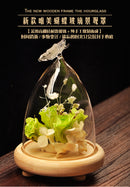 Glass Cover Landscape Vase Container Plant Flower Butterfly Decor + Tray