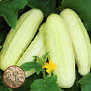 Egrow 50 Pcs/Pack White Cucumber Seeds Garden Balcony Vegetable Fruit Cucumber Seed Planting