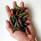 20Pcs Tropical Fruit Seeds Finger Limes Citrus Pomegranate Seeds Home Garden Balcony Rare Plants