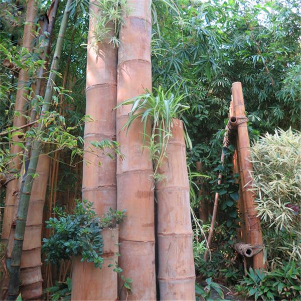 Egrow 100 Pcs/Pack Bamboo Seeds Huge Dragon Bamboo Tree Plant Bamboo Tree For Home Garden