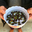 Egrow 5Pcs Lotus Seeds Blue Green Bowl Lotus Water Lily Seeds Rare Aquatic Flower Plant Seed