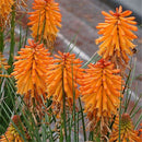 Egrow 50Pcs/Pack Torch Lily Seeds Bonsai Torch Lily Plant Perennial Potted Family Garden Beautiful Decorative Flowe