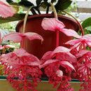 Egrow 100Pcs/Pack Medinilla Magnifica Flower Seeds Beautiful Bonsai Plants For Home Garden Decor