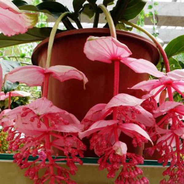 Egrow 100Pcs/Pack Medinilla Magnifica Flower Seeds Beautiful Bonsai Plants For Home Garden Decor