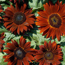 Egrow 20Pcs/Pack Wine Red Sunflower Seeds Garden Decoration Plants Potted Flower Seeds