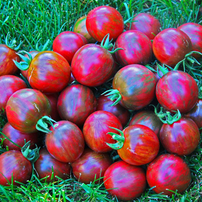 Egrow 100Pcs/Pack Black Tomato Seeds Garden Lycopersicon Esculentum Plants Seeds Fruit Bonsai