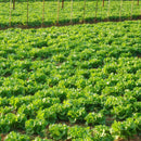 Egrow 40Pcs/Bag Italian Lettuce Seeds Green Healthy Vegetable Seeds Four Seasons Super Easy to Grow